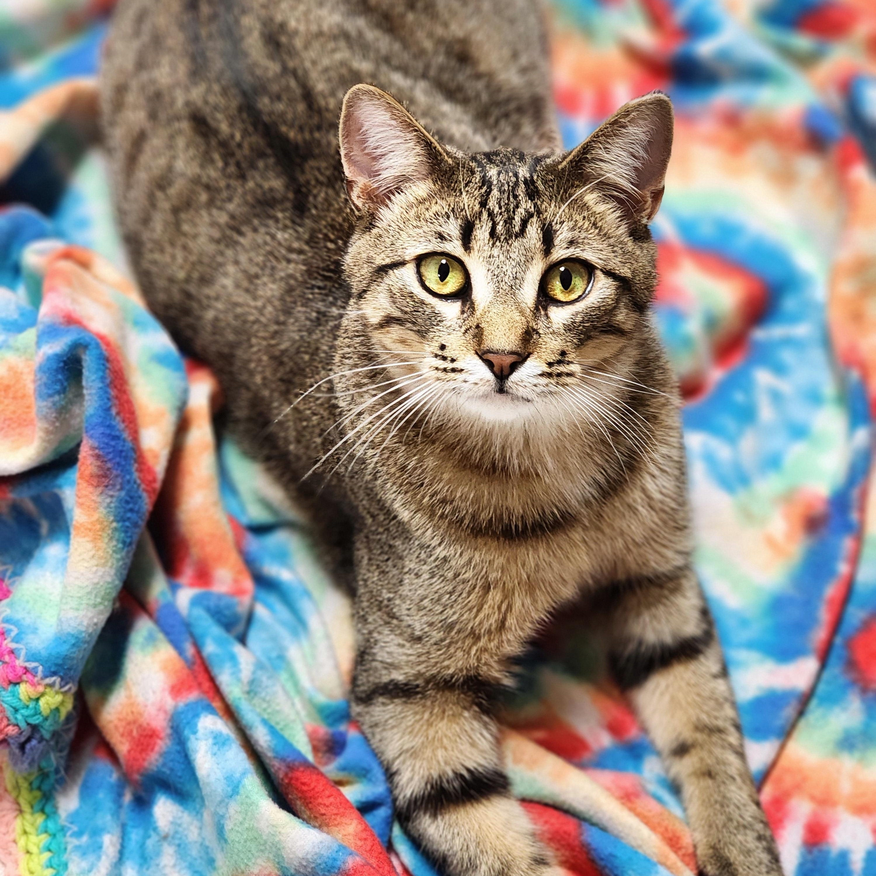 Bob (aka Bobby Boy & Bob-a-lot), a Adoptable Domestic Short Hair in St. Cloud, MN image 3/6