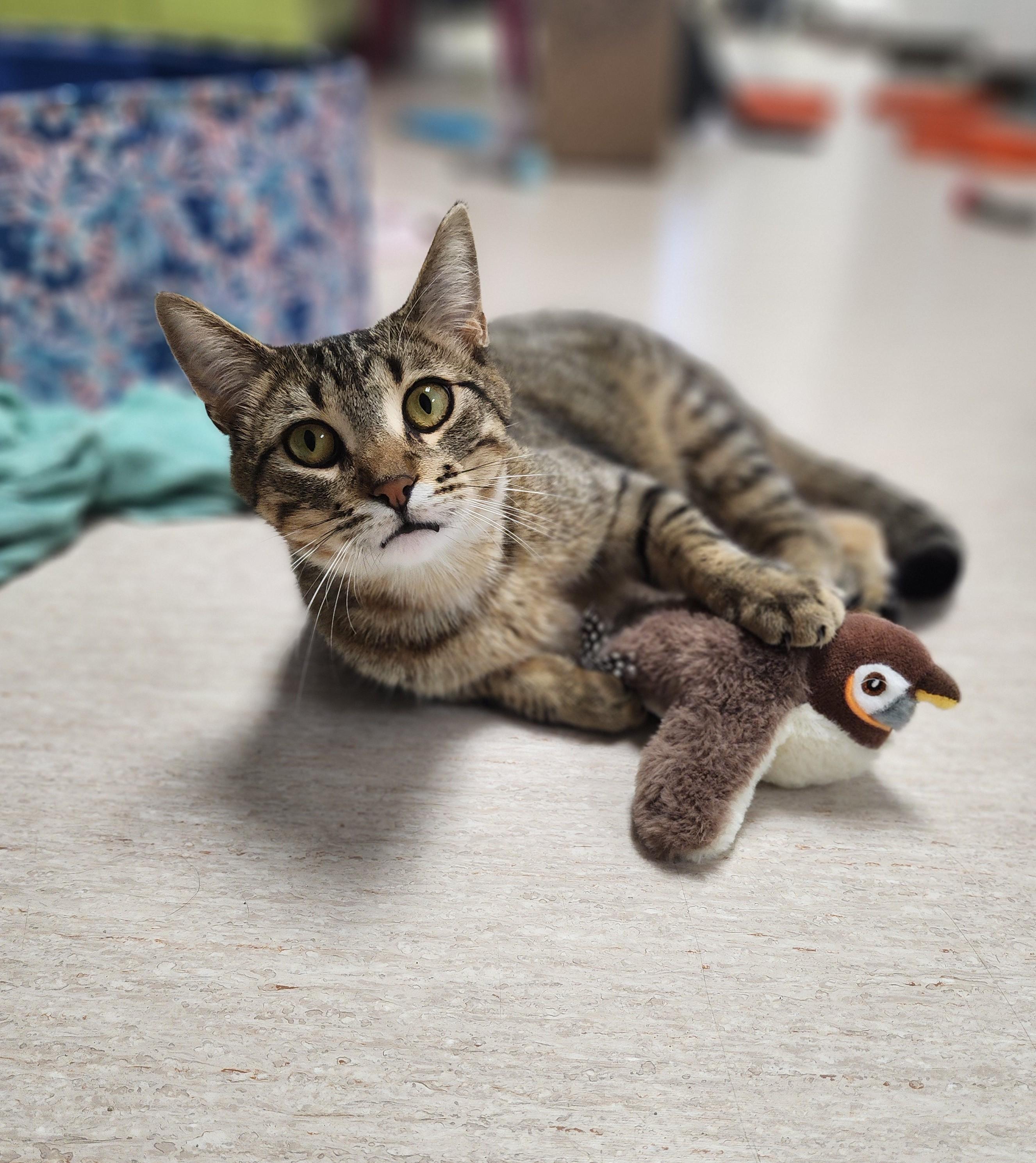Bob (aka Bobby Boy & Bob-a-lot), a Adoptable Domestic Short Hair in St. Cloud, MN image 4/6
