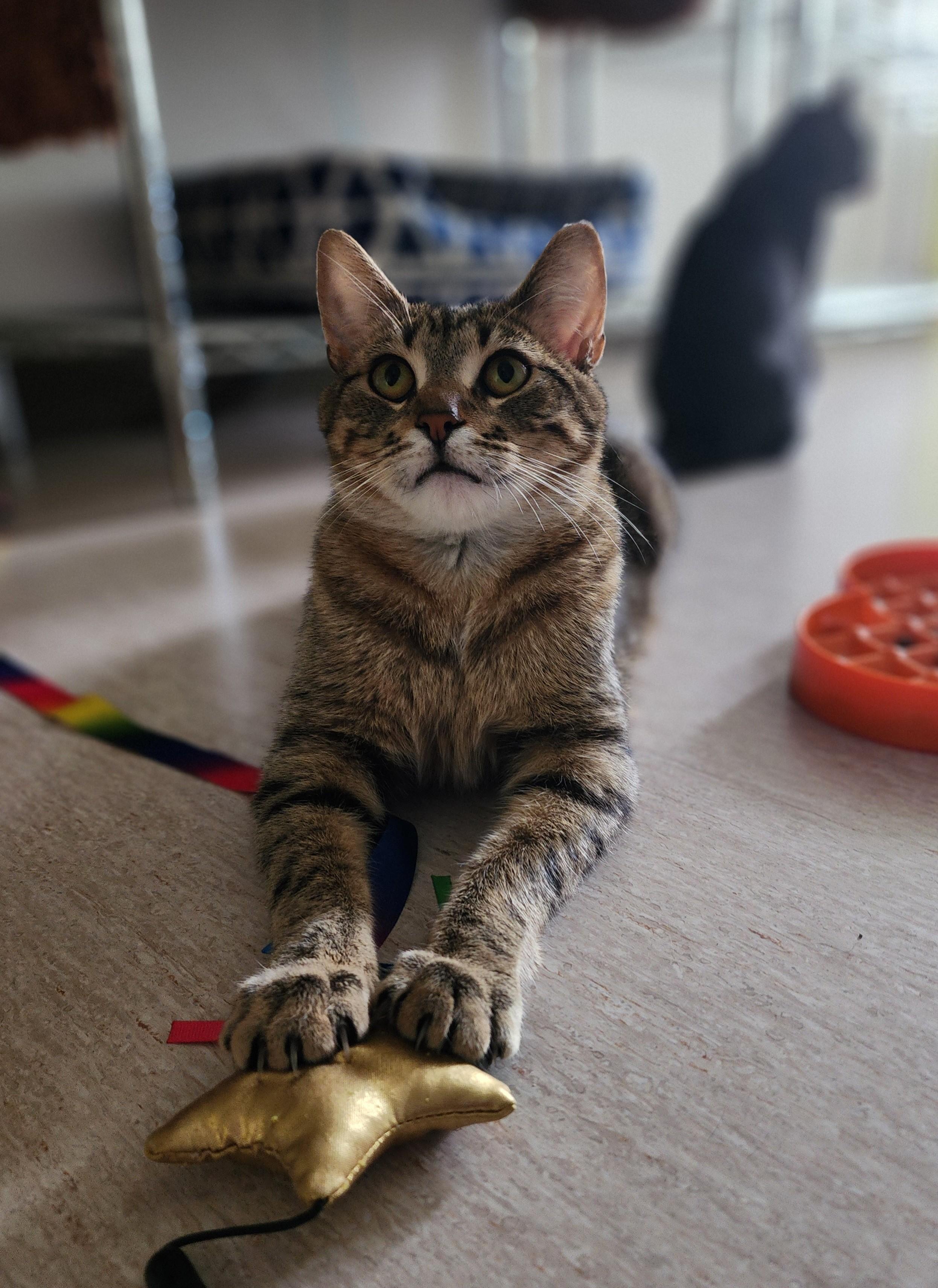 Bob (aka Bobby Boy & Bob-a-lot), a Adoptable Domestic Short Hair in St. Cloud, MN image 5/6