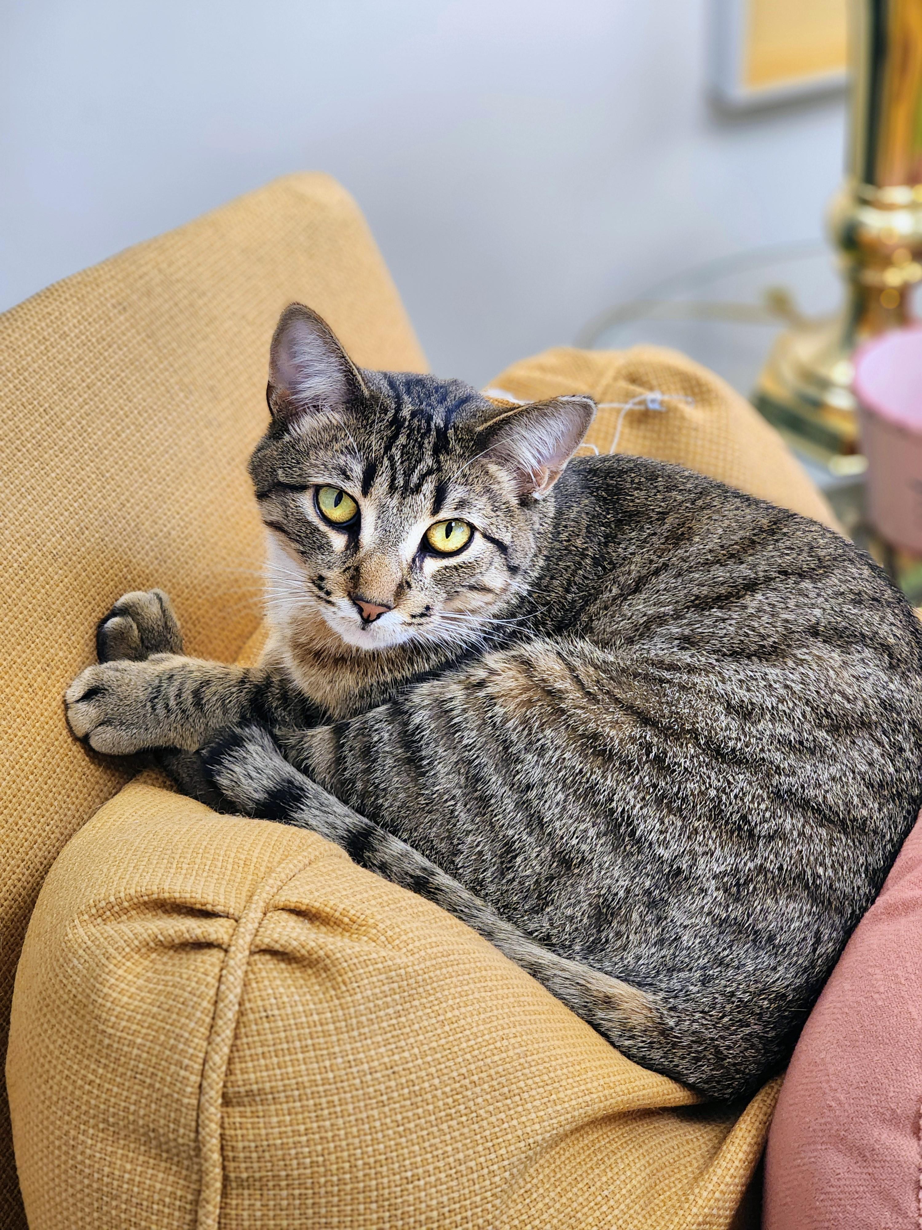 Bob (aka Bobby Boy & Bob-a-lot), a Adoptable Domestic Short Hair in St. Cloud, MN image 6/6