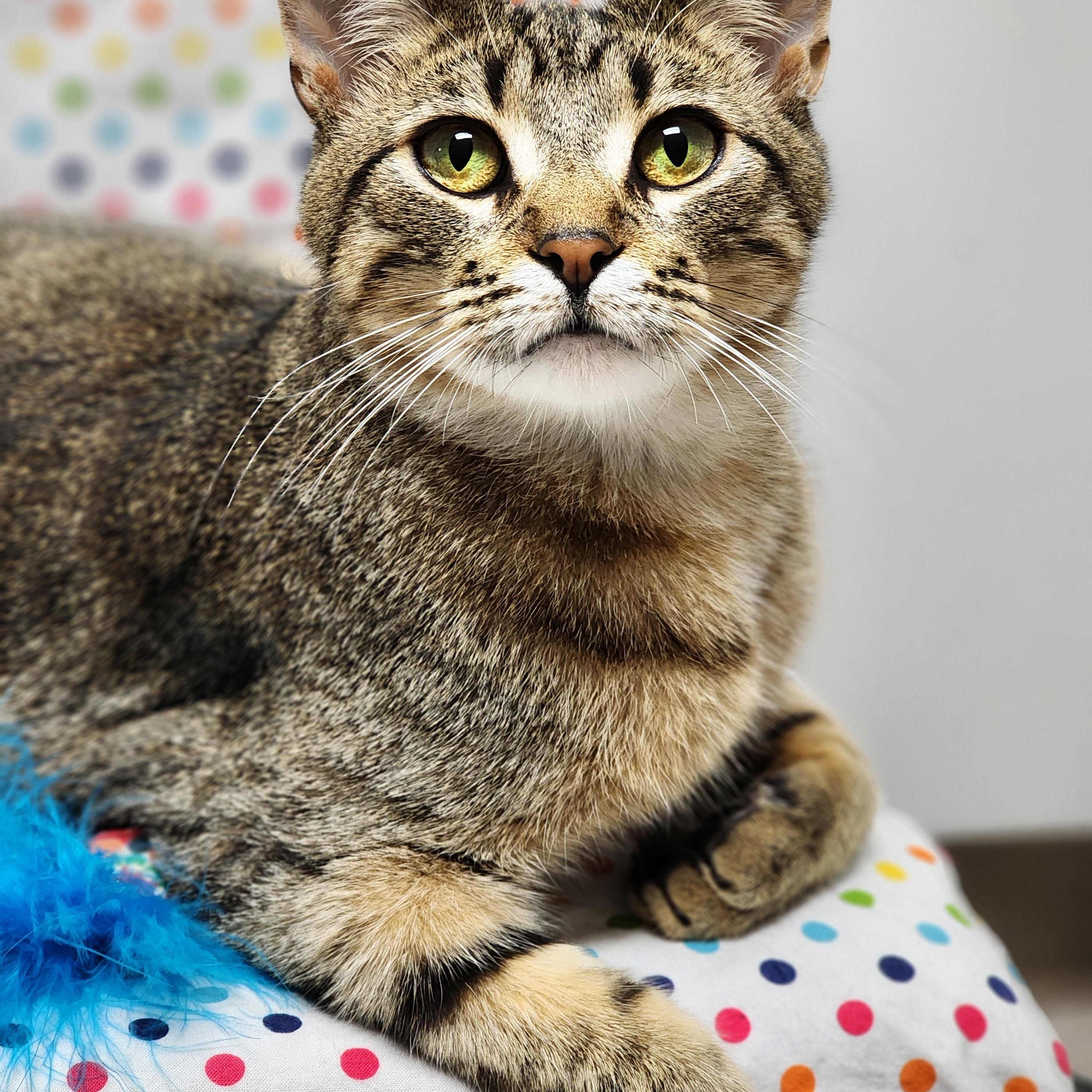 Bob (aka Bobby Boy & Bob-a-lot), Adoptable, Adult Male Domestic Short Hair.