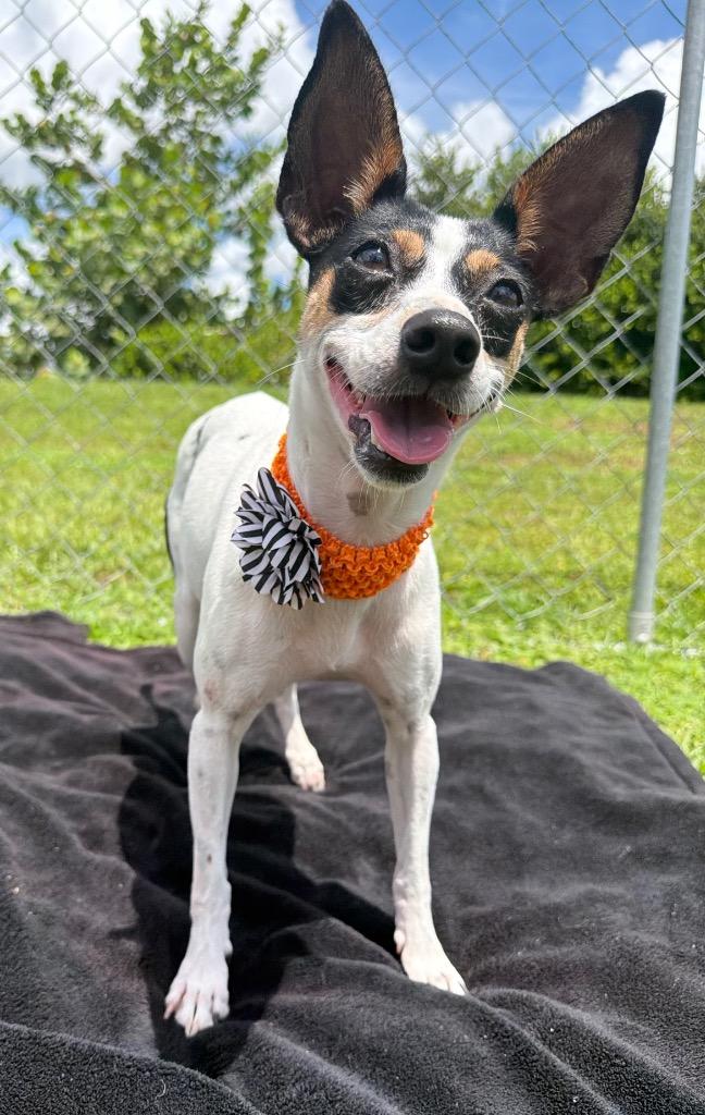 Enlarge Indigo, a Adoptable mixed breed in Cape Coral, FL image 1/4