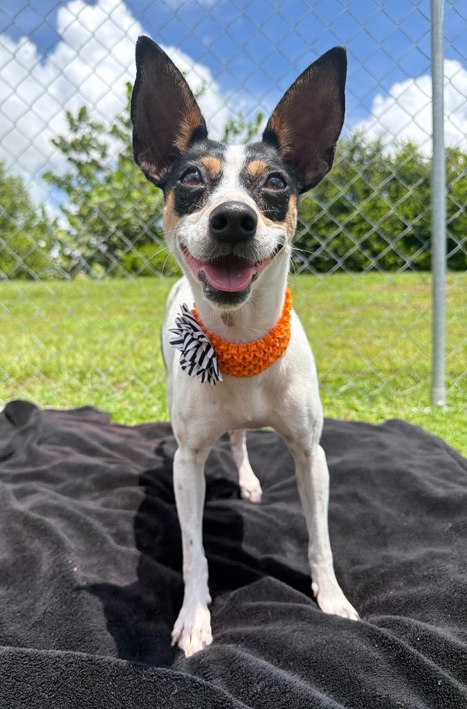 Enlarge Indigo, a Adoptable mixed breed in Cape Coral, FL image 2/4