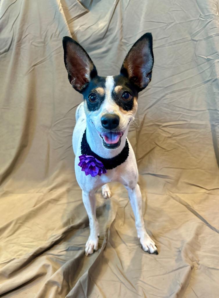 Enlarge Indigo, a Adoptable mixed breed in Cape Coral, FL image 3/4
