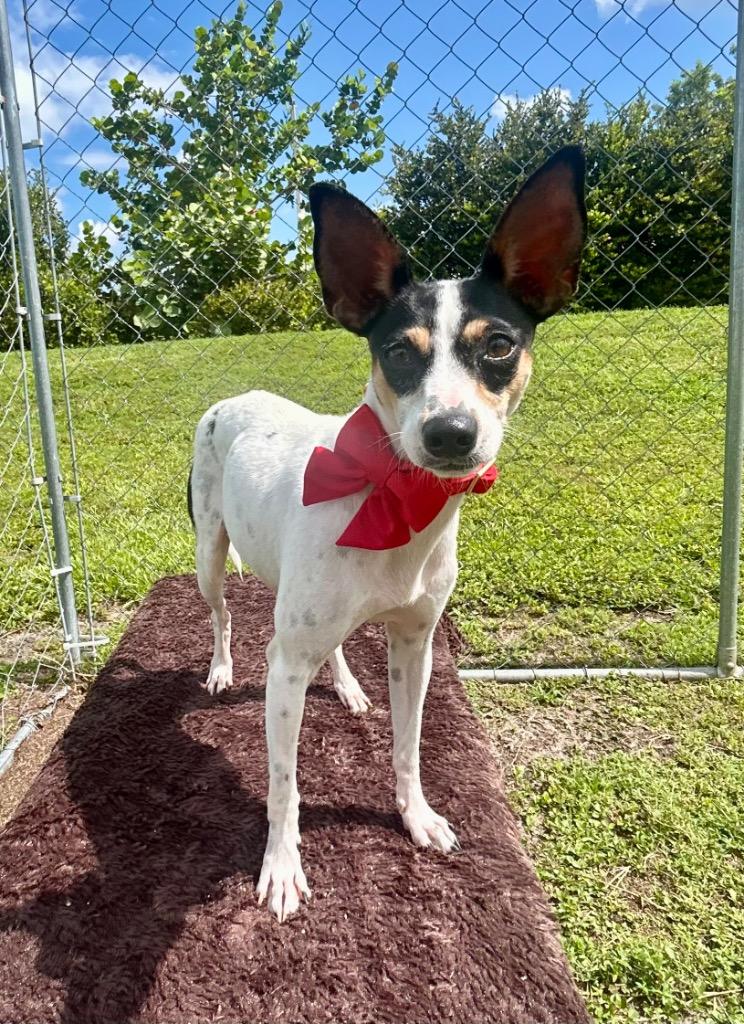 Enlarge Indigo, a Adoptable mixed breed in Cape Coral, FL image 4/4