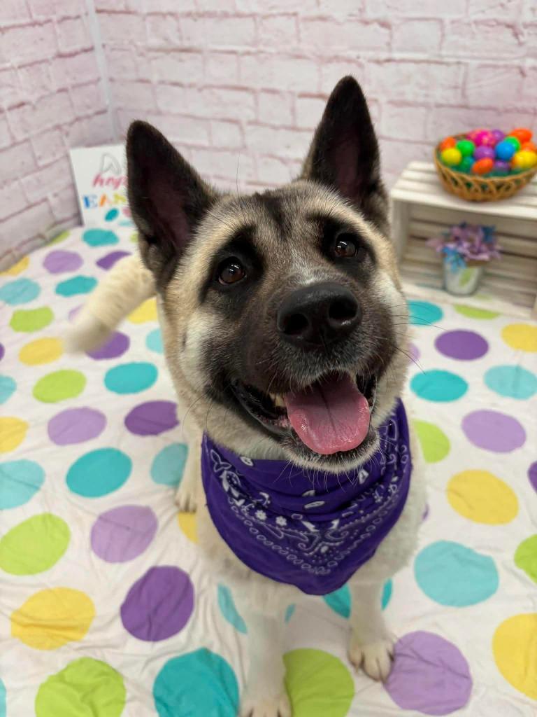 Hannah, Adopted, Young Female Akita.