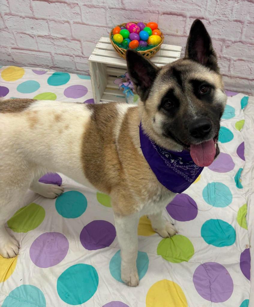 Enlarge Hannah, a Adopted Akita in Warren, MI image 2/5