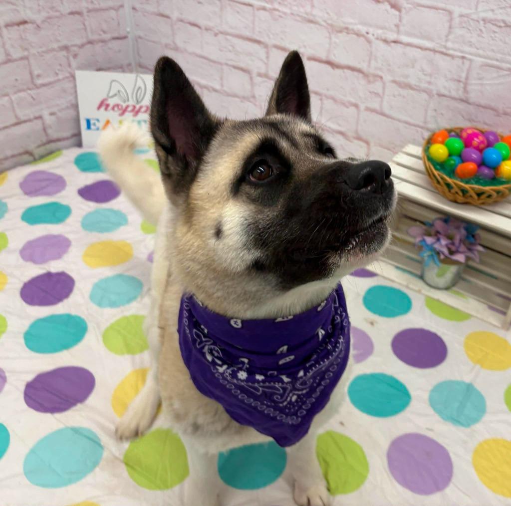 Enlarge Hannah, a Adopted Akita in Warren, MI image 3/5