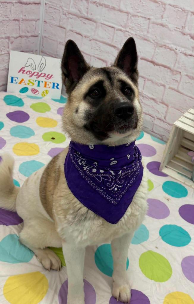 Enlarge Hannah, a Adopted Akita in Warren, MI image 4/5