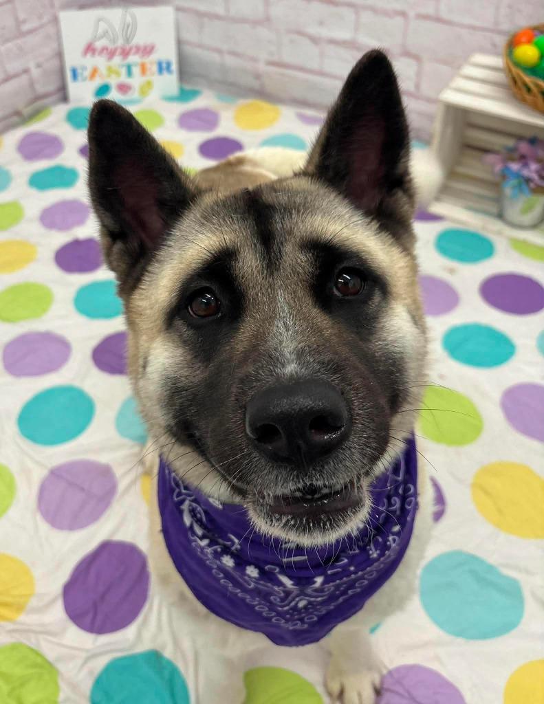 Enlarge Hannah, a Adopted Akita in Warren, MI image 5/5