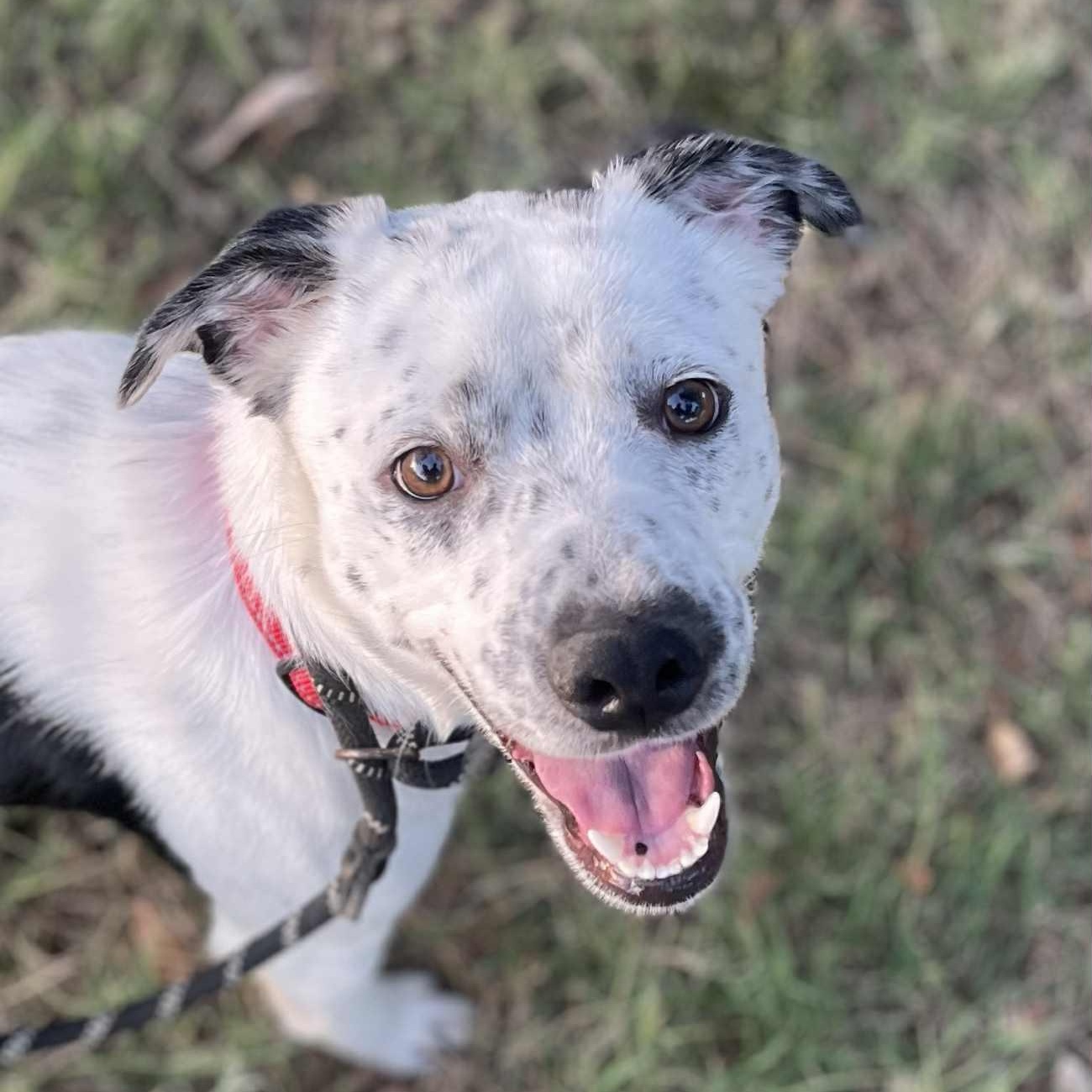 Oreo