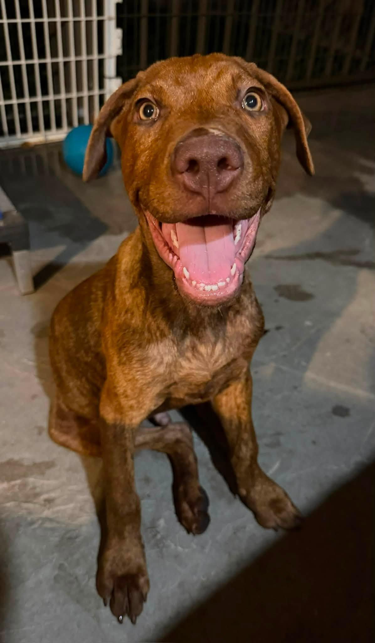 Calzone, Adoptable, Puppy Male Vizsla & Labrador Retriever.