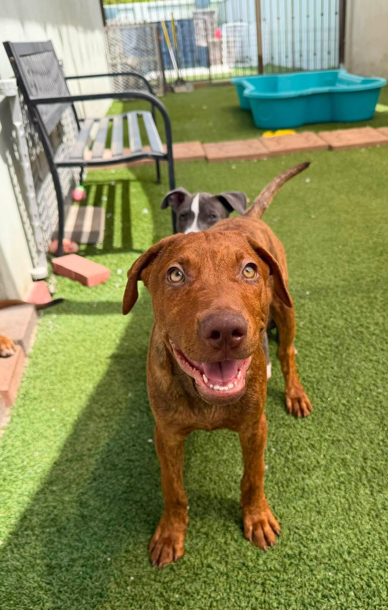Calzone, a Adoptable mixed breed in Phoenix, AZ image 2/3