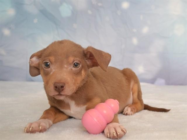 JOYCE, Adoptable, Puppy Female Chihuahua & Mixed Breed.