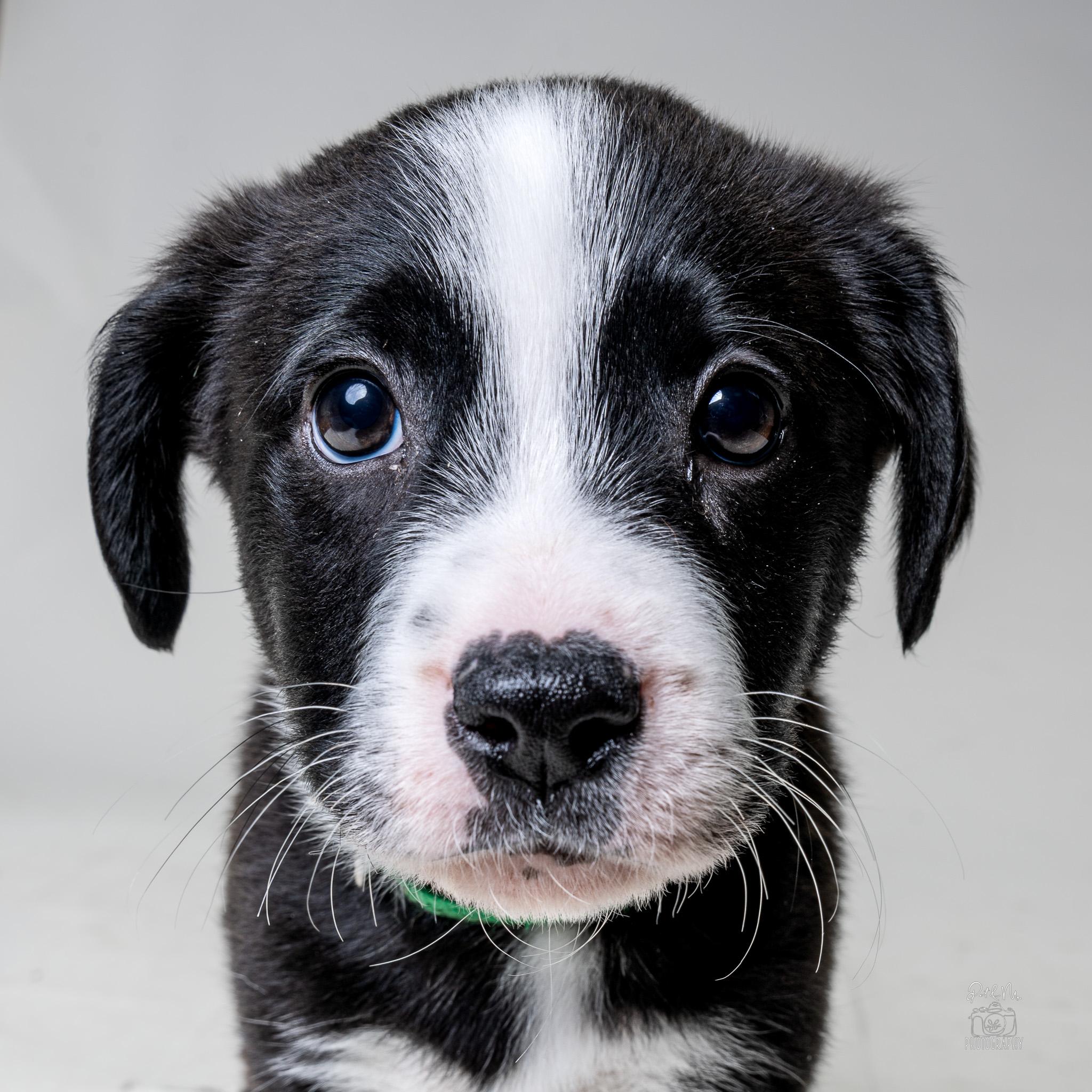 Pascal, a ADOPTABLE mixed breed in Itasca, IL image 2/2