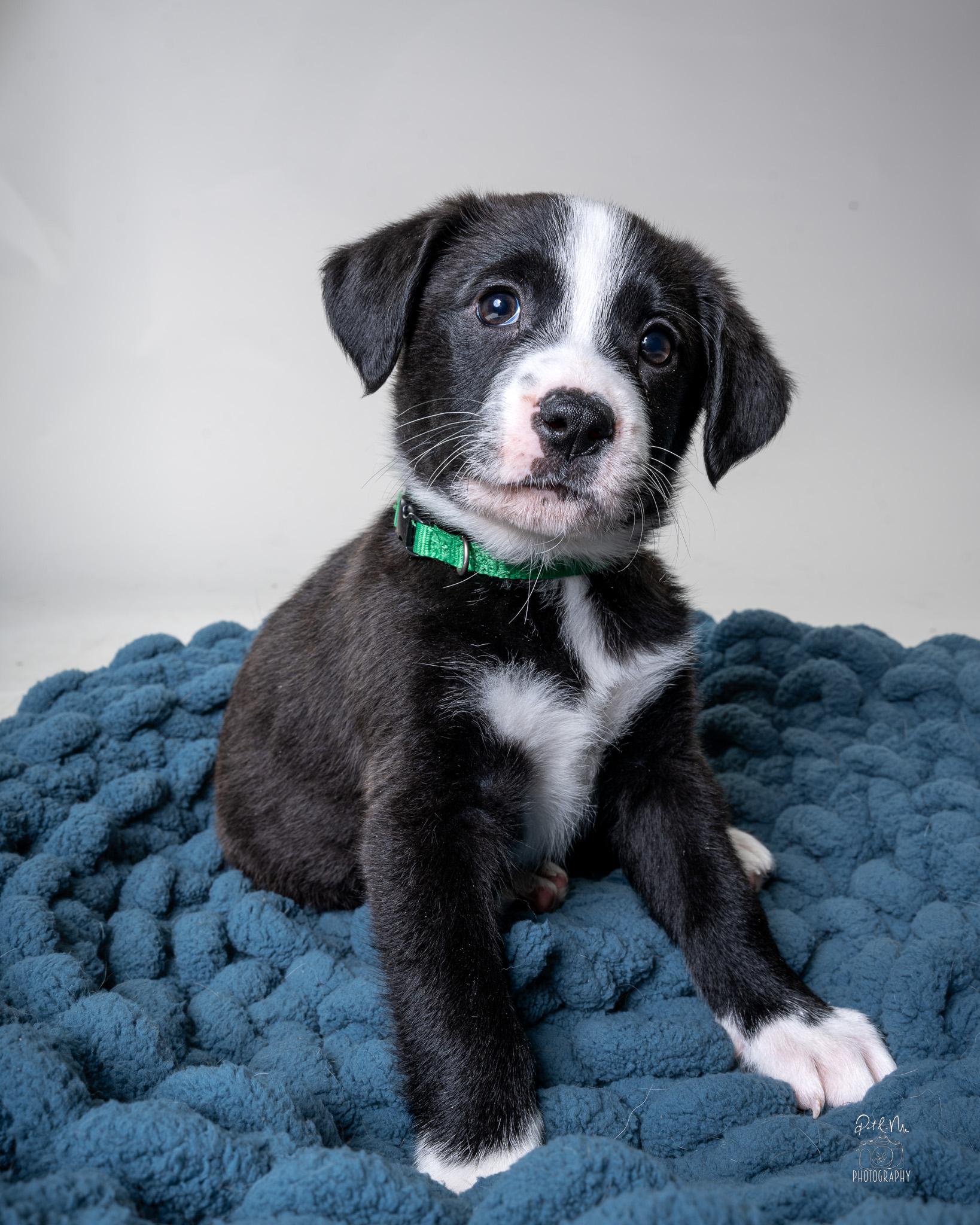 Pascal, ADOPTABLE, Puppy Male Australian Cattle Dog / Blue Heeler & Beagle.