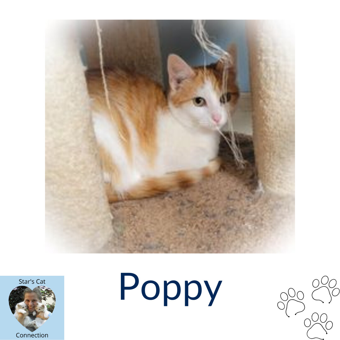 Enlarge Poppy, a Adoptable Domestic Short Hair in Heath, OH image 1/1