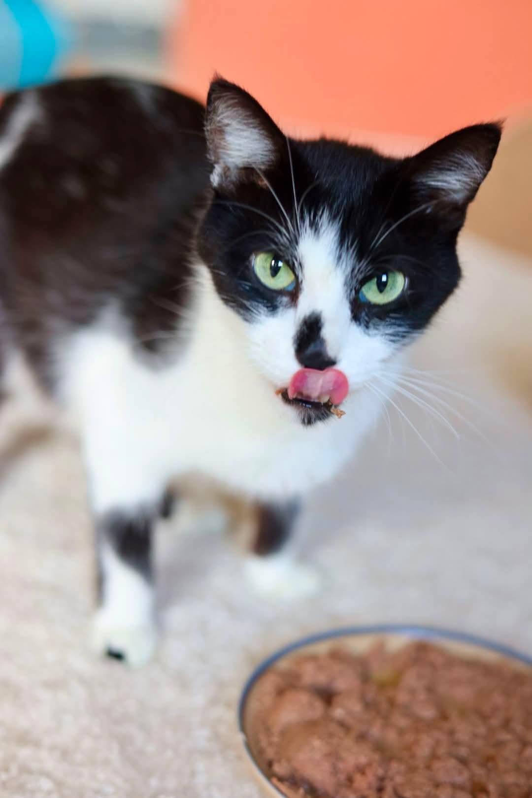 Maraschino, Adoptable, Young Female Domestic Short Hair & Tuxedo.