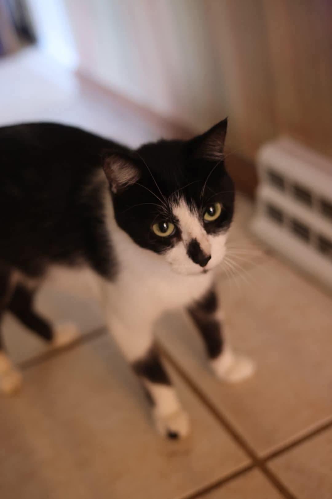 Enlarge Maraschino, a Adoptable mixed breed in Duluth, MN image 2/3