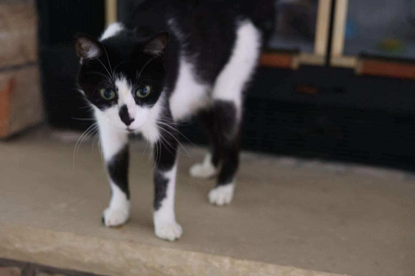 Enlarge Maraschino, a Adoptable mixed breed in Duluth, MN image 3/3