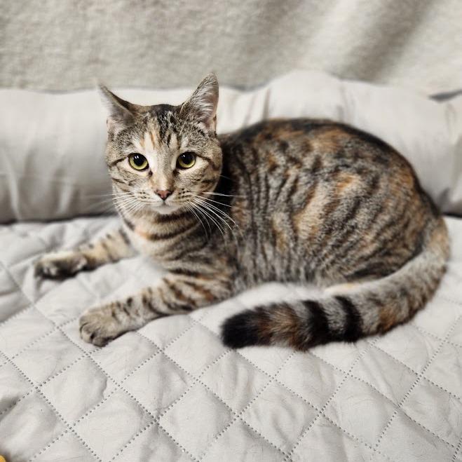 Enlarge Pixel, a Adoptable Domestic Short Hair in La Plata, MD image 1/6