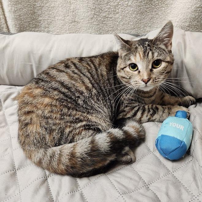 Enlarge Pixel, a Adoptable Domestic Short Hair in La Plata, MD image 2/6