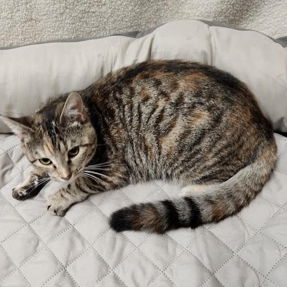 Enlarge Pixel, a Adoptable Domestic Short Hair in La Plata, MD image 4/6