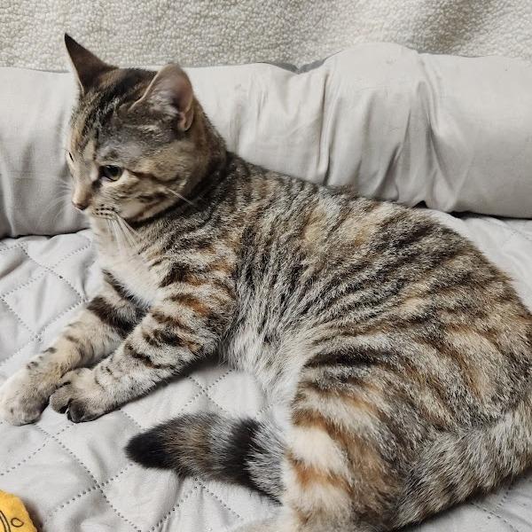 Enlarge Pixel, a Adoptable Domestic Short Hair in La Plata, MD image 5/6