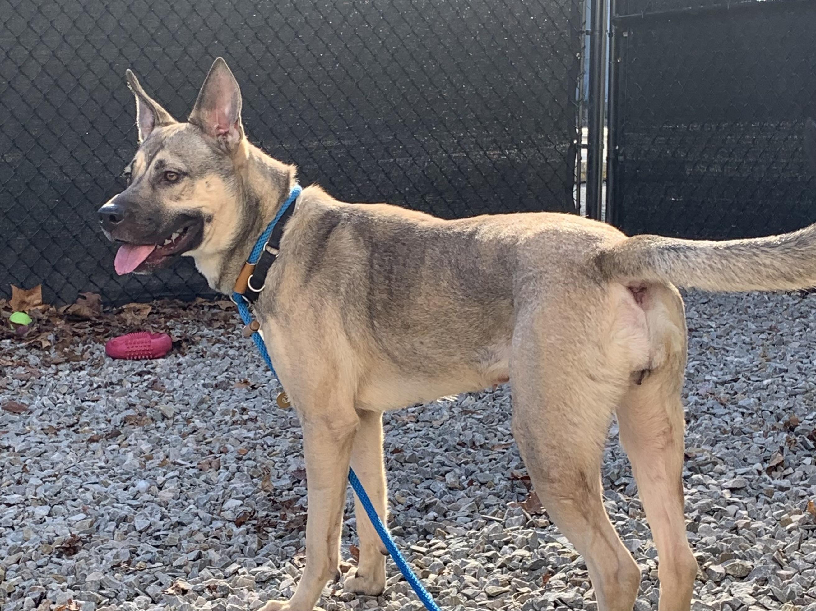 Aria, Adoptable, Adult Female German Shepherd Dog.