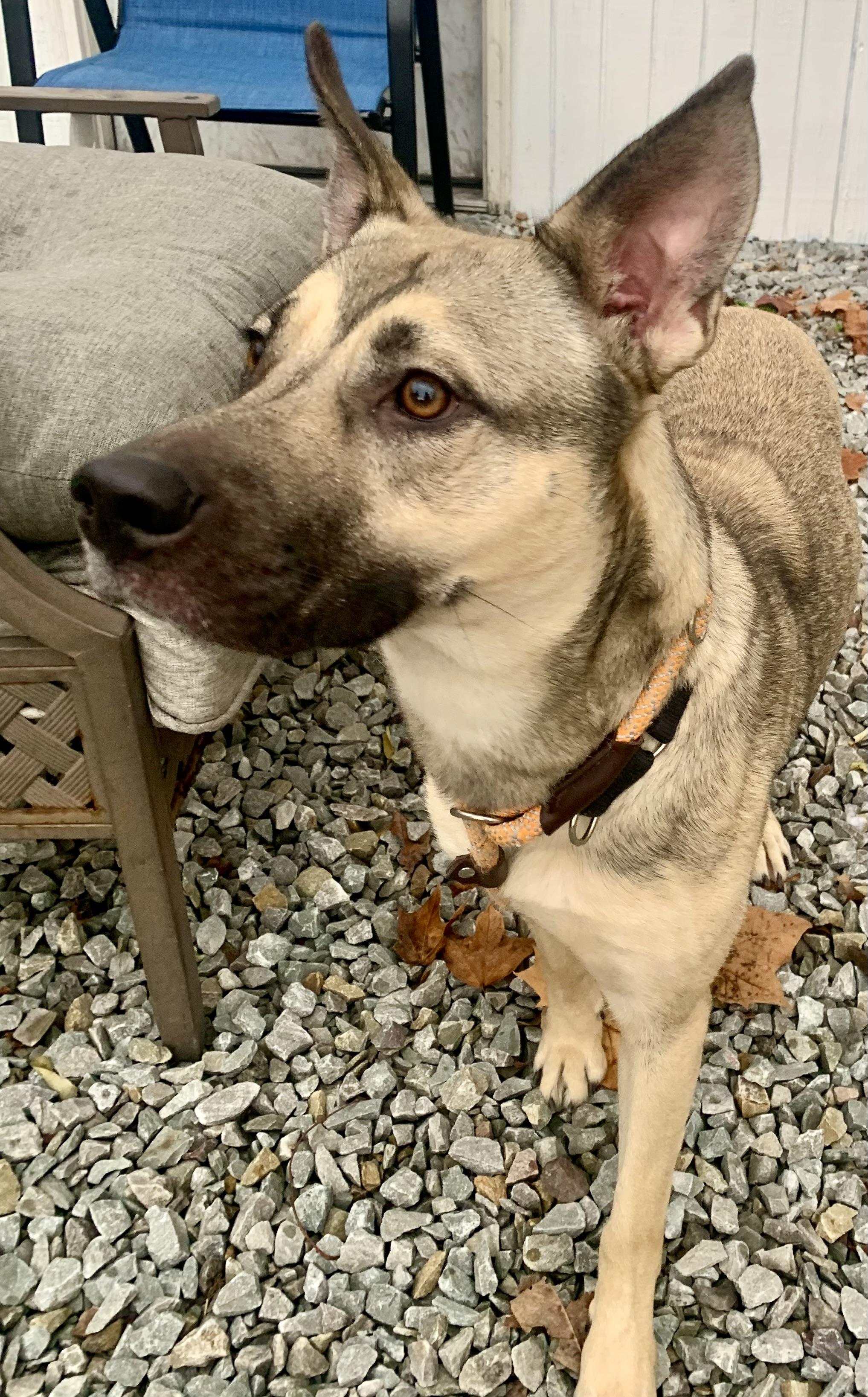 Enlarge Aria, a Adoptable mixed breed in McKeesport, PA image 2/6