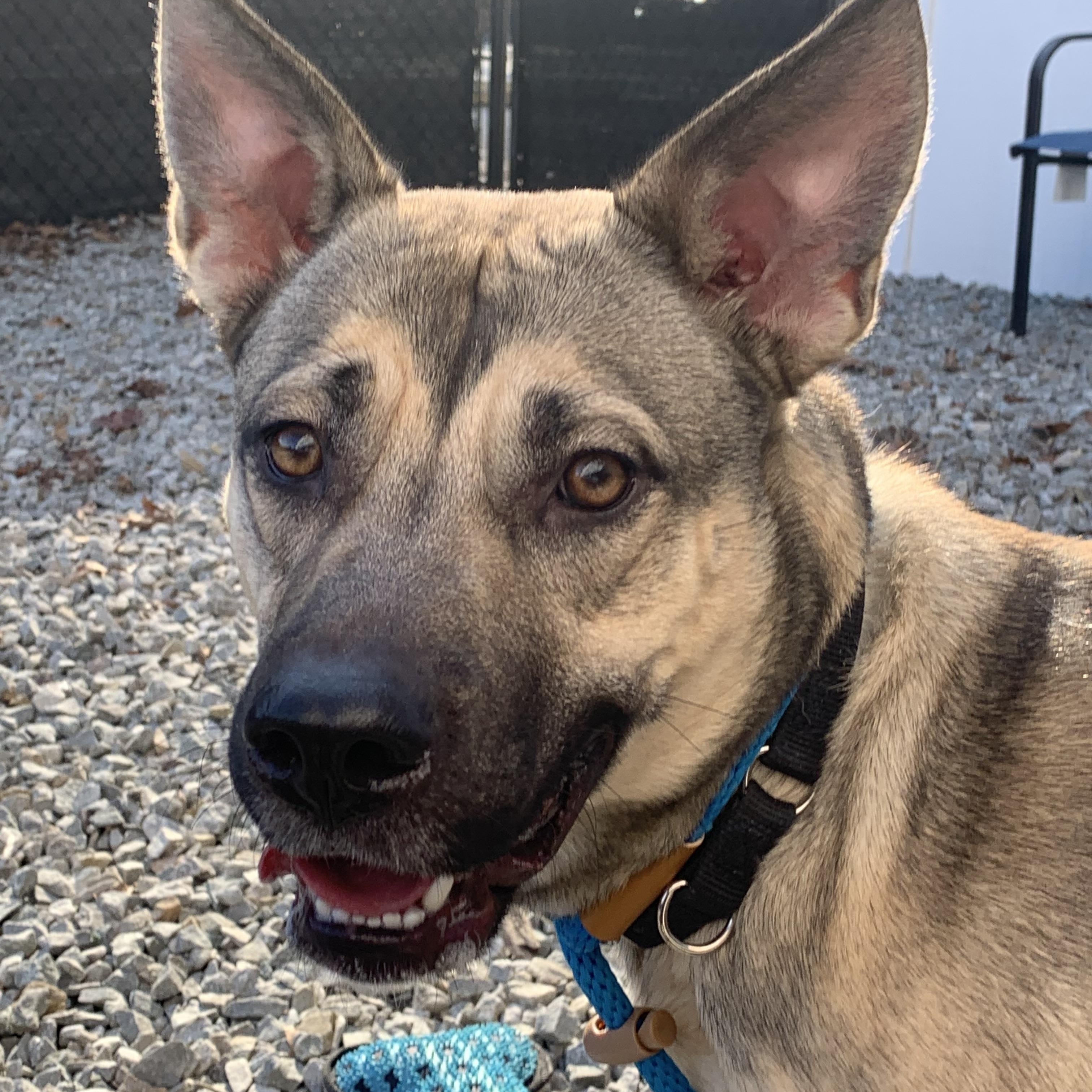 Enlarge Aria, a Adoptable mixed breed in McKeesport, PA image 3/6