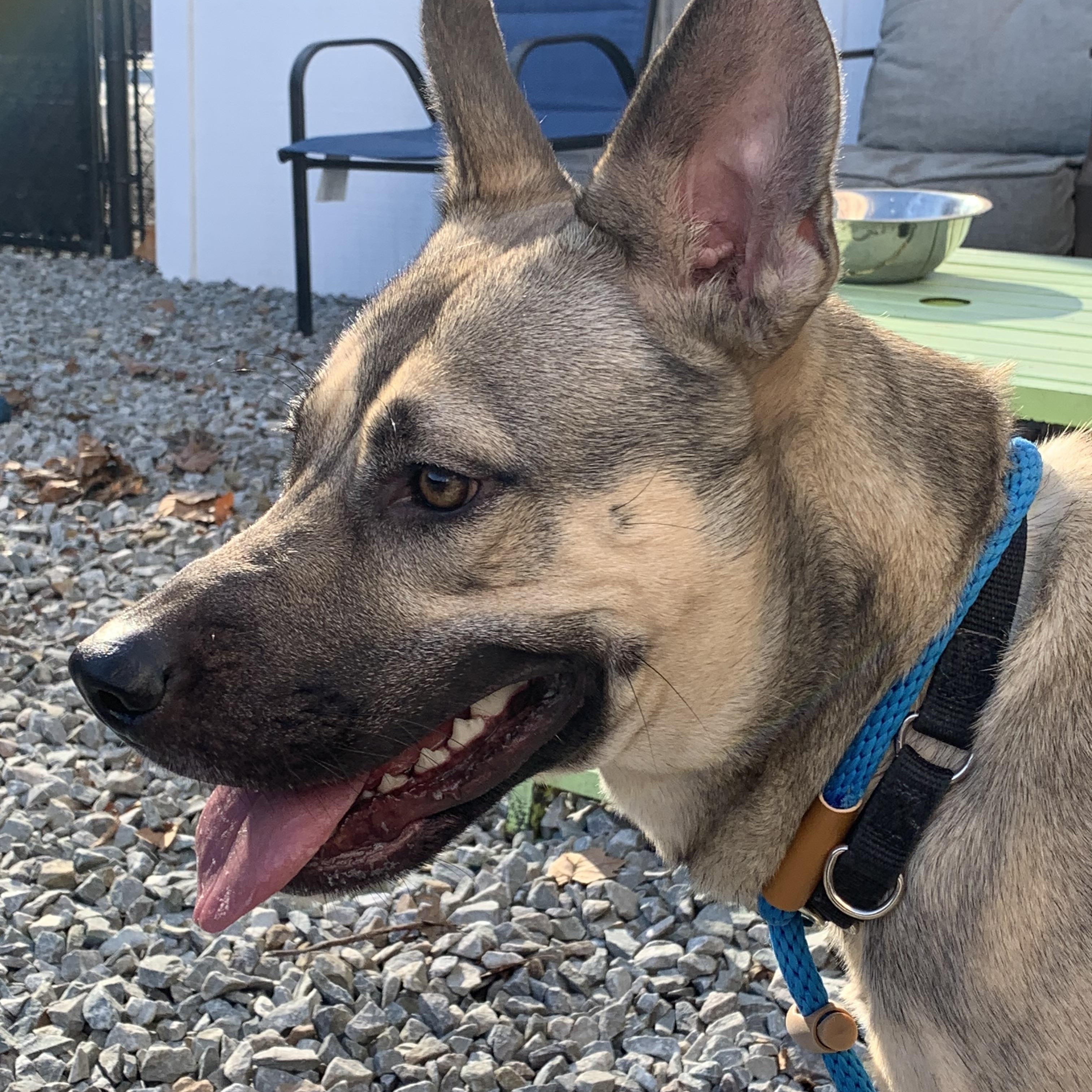 Enlarge Aria, a Adoptable mixed breed in McKeesport, PA image 4/6