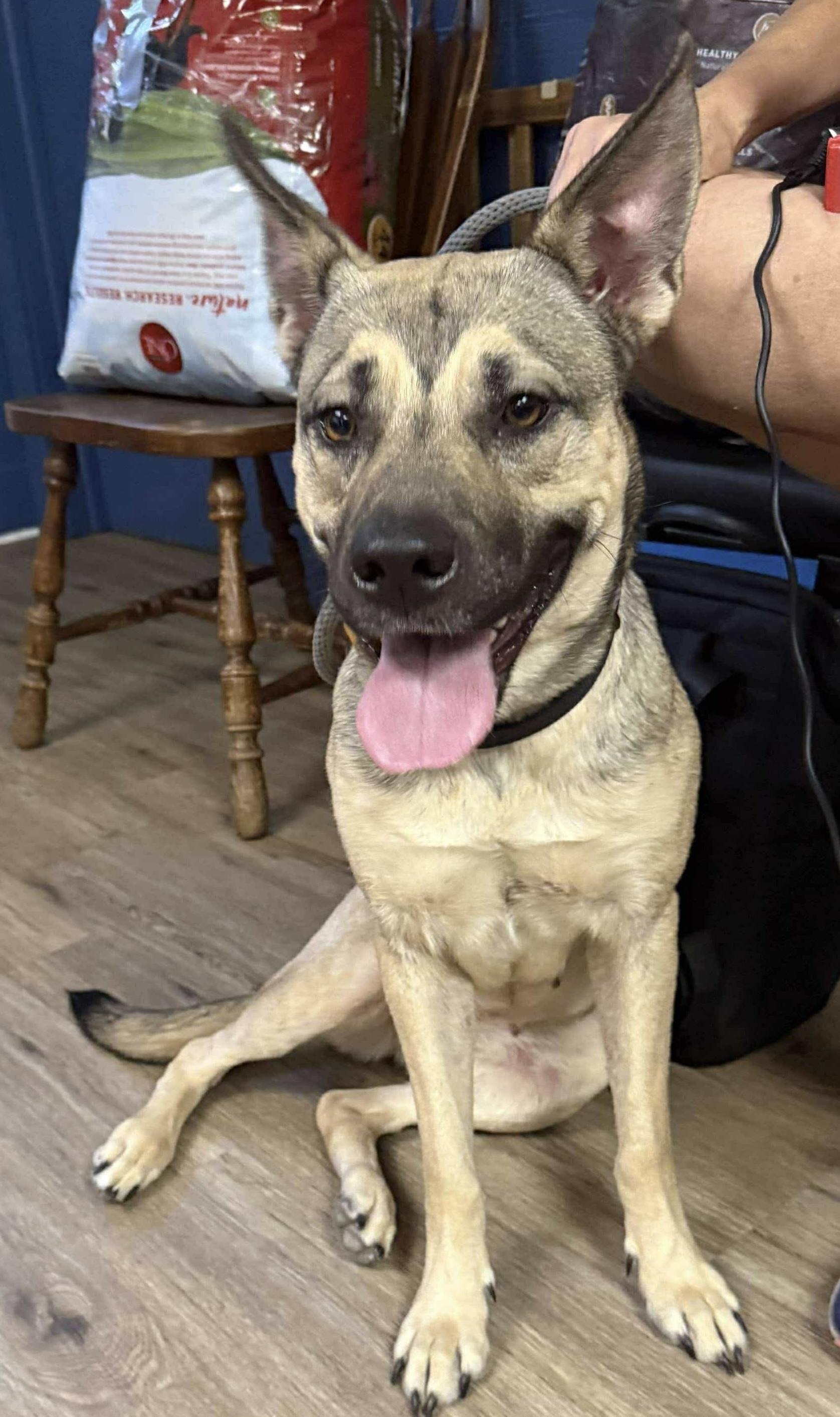 Enlarge Aria, a Adoptable mixed breed in McKeesport, PA image 5/6