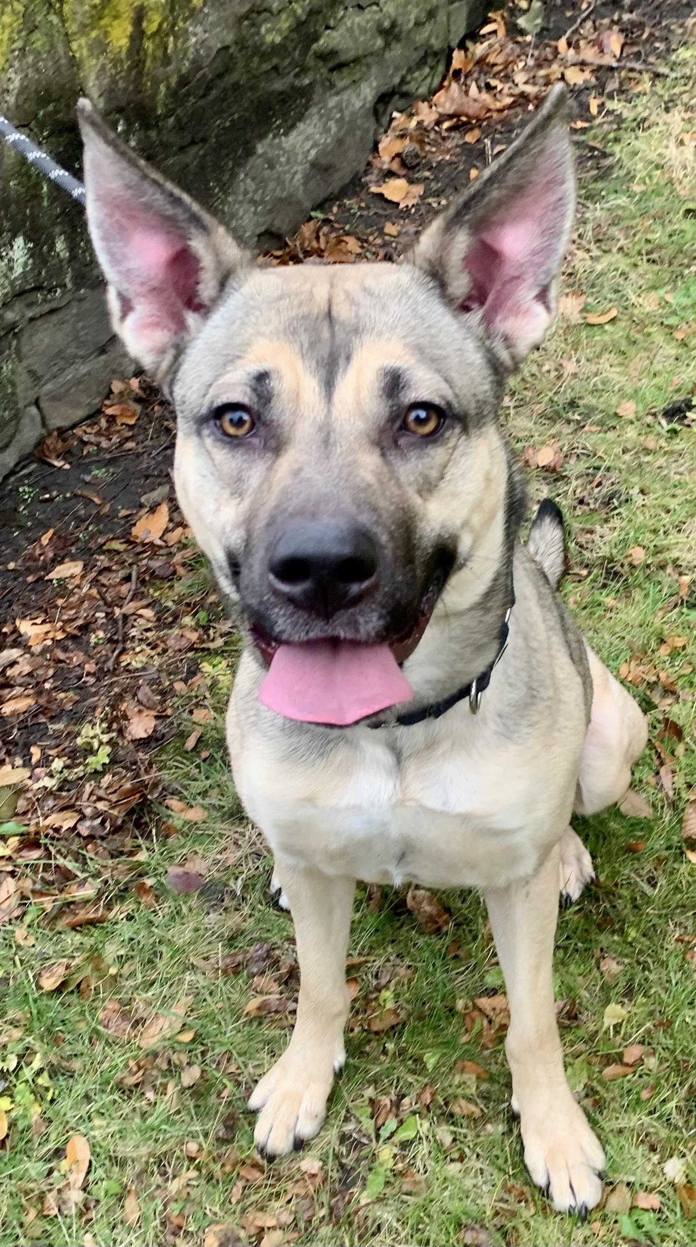 Enlarge Aria, a Adoptable mixed breed in McKeesport, PA image 6/6