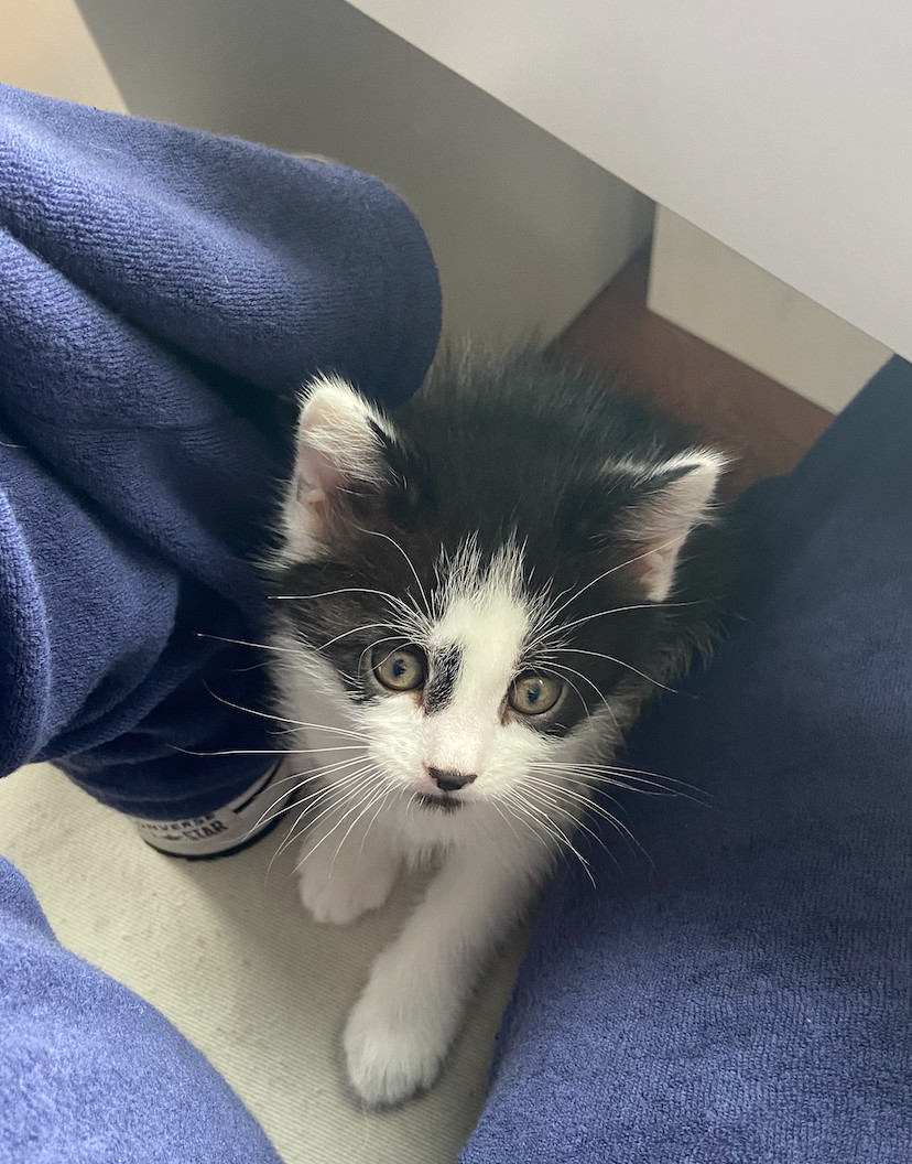 Earl, Adopted, Kitten Male Tuxedo.