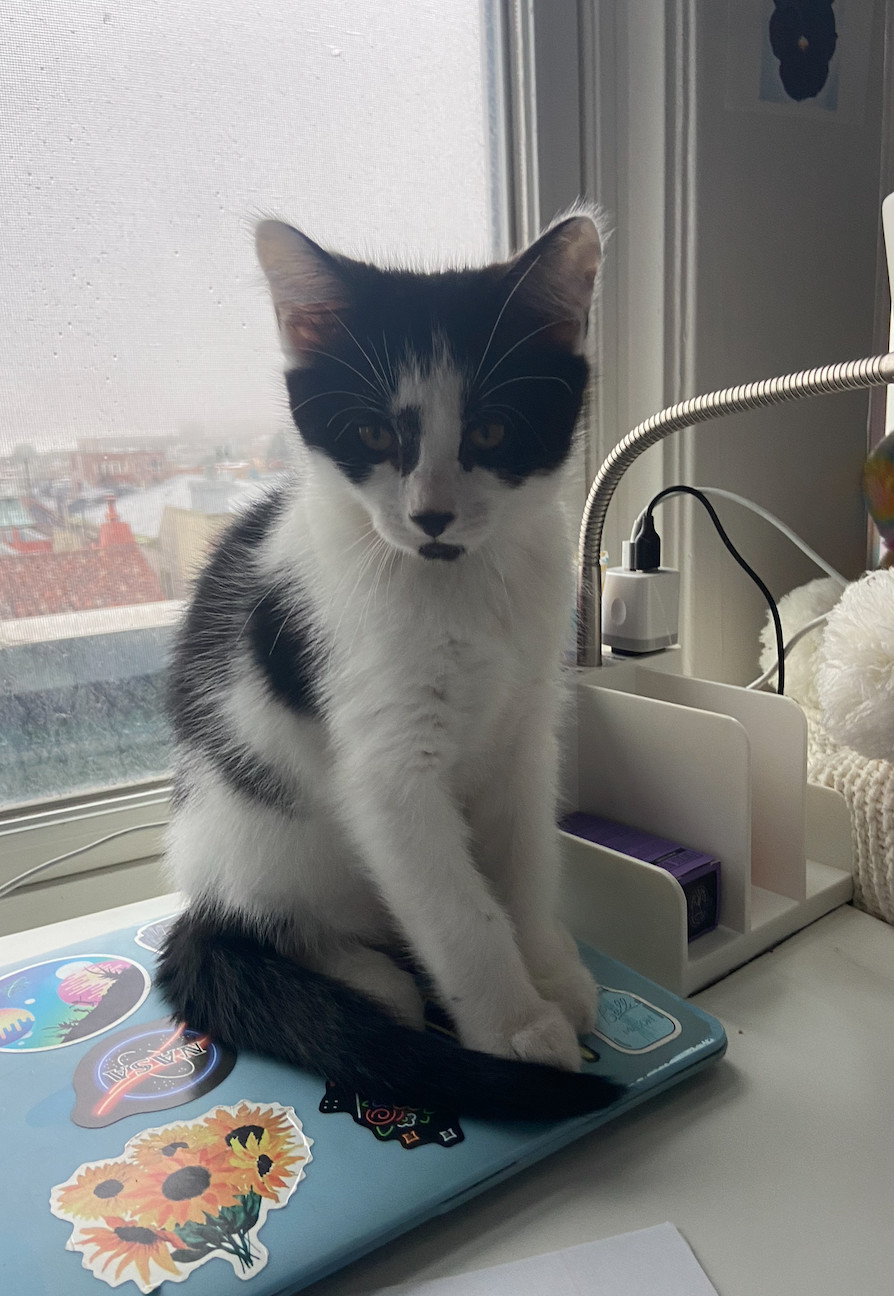 Enlarge Earl, a Adopted Tuxedo in San Francisco, CA image 2/3