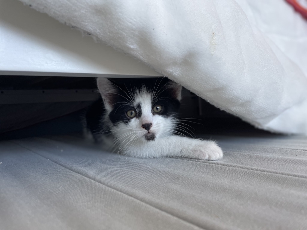 Enlarge Earl, a Adopted Tuxedo in San Francisco, CA image 3/3