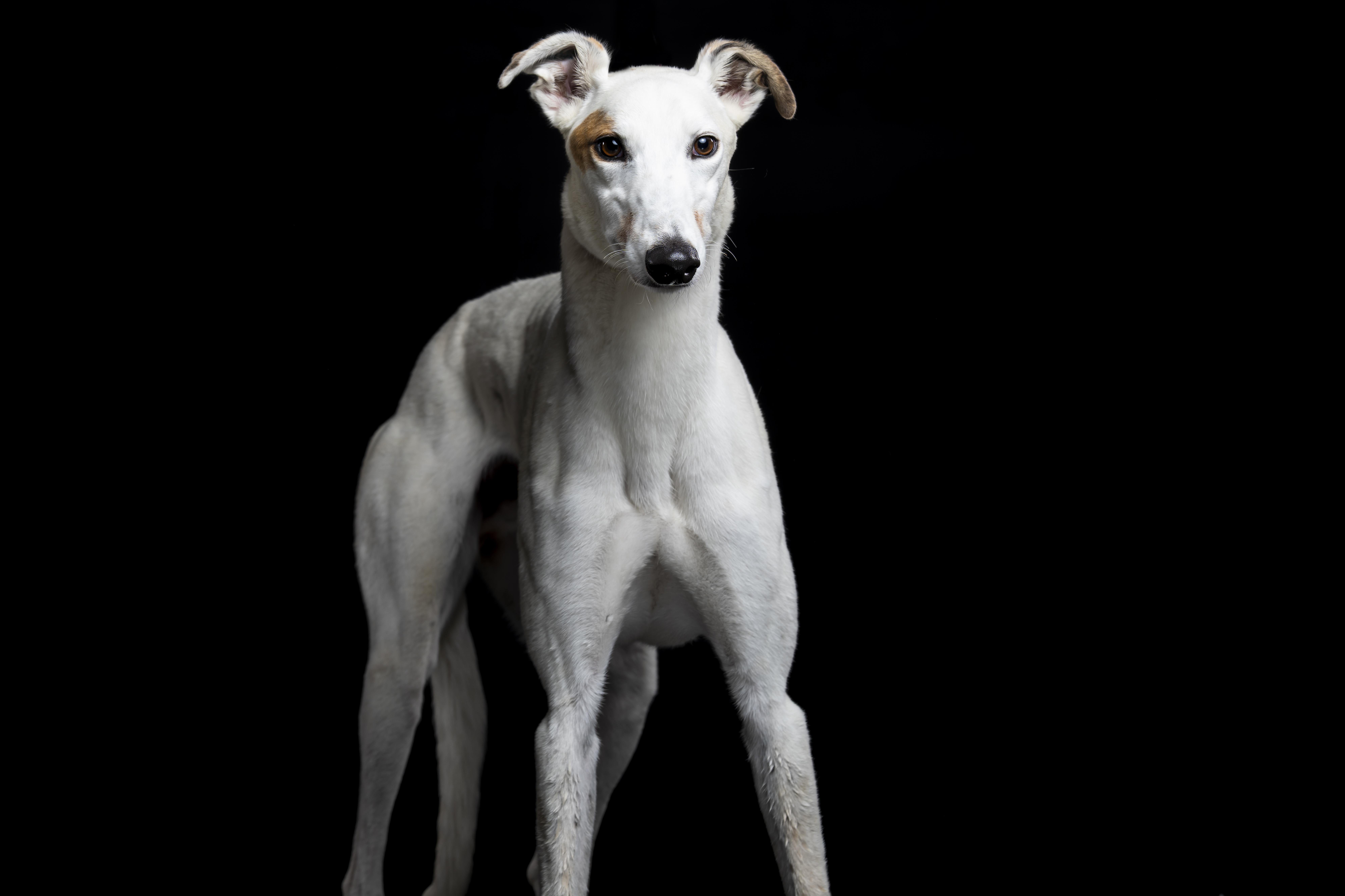 Enlarge Benny, a Adoptable Greyhound in Augusta, ME image 2/4