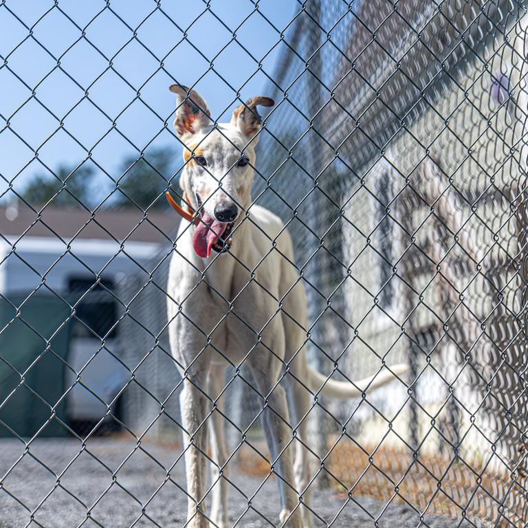 Enlarge Benny, a Adoptable Greyhound in Augusta, ME image 4/4