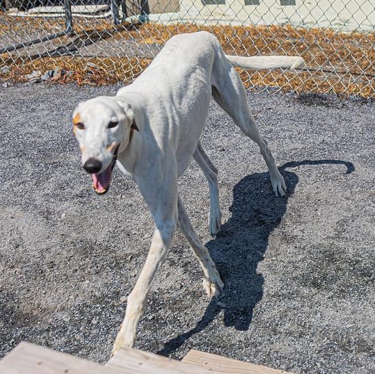 Enlarge Benny, a Adoptable Greyhound in Augusta, ME image 3/4