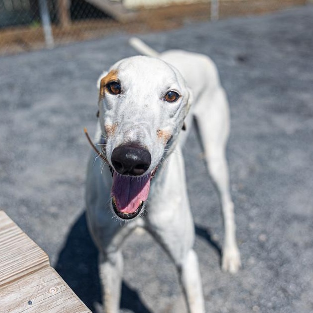 Benny, Adoptable, Young Male Greyhound.