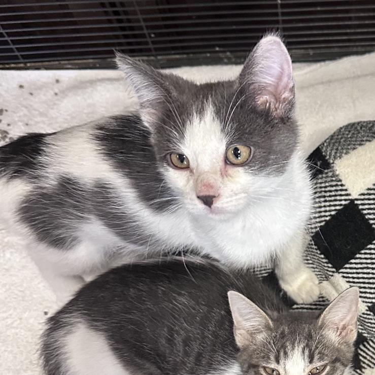 Six, Adoptable, Kitten Male Domestic Short Hair.