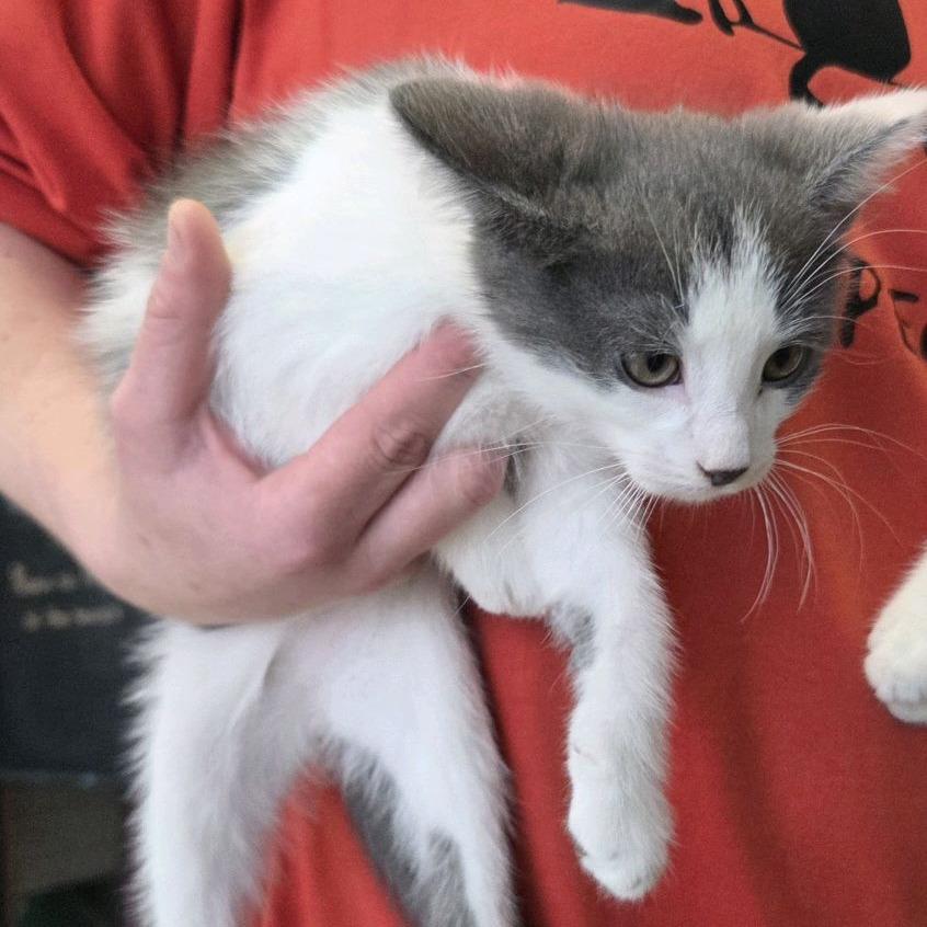 Enlarge Six, a Adoptable Domestic Short Hair in Branson, MO image 3/4