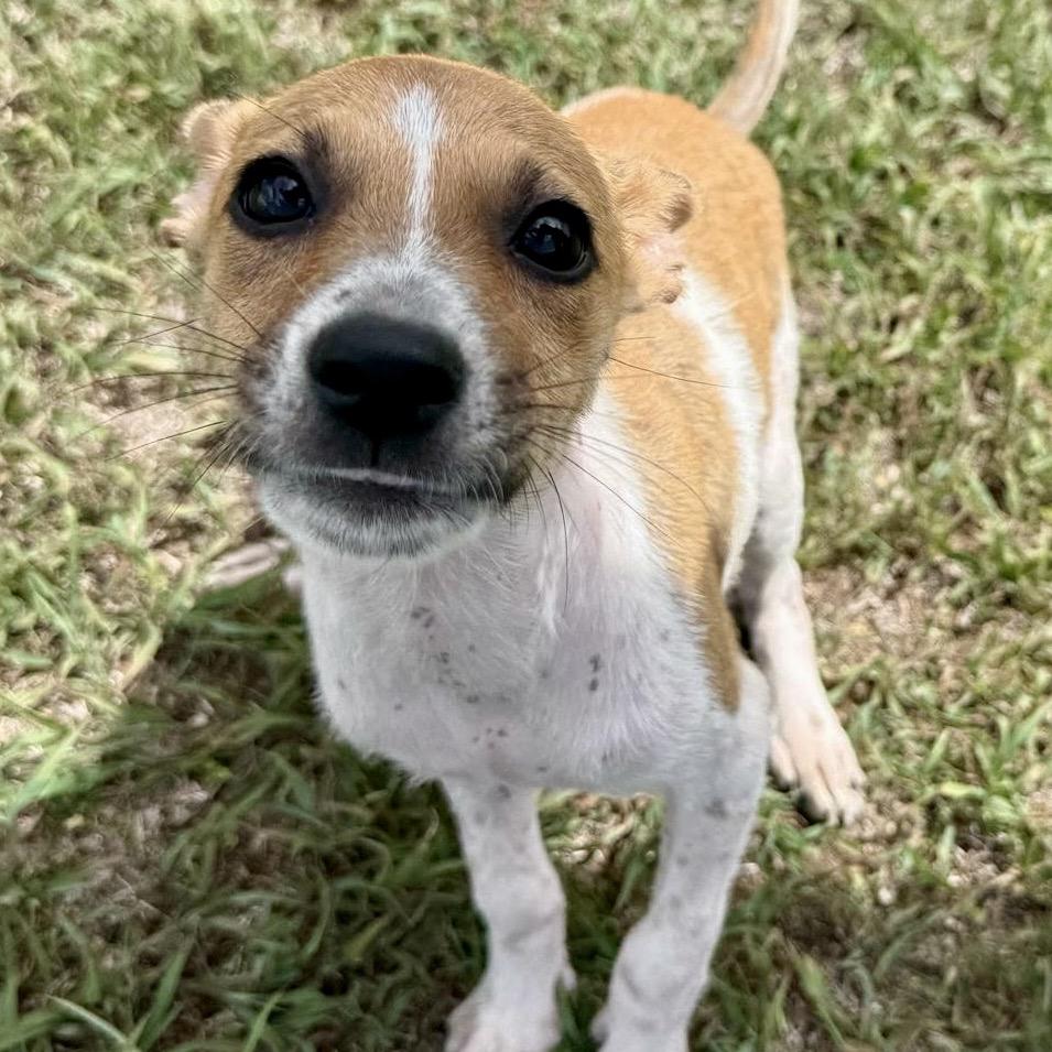 Cassie, Adoptable, Puppy Female Jack Russell Terrier & Mixed Breed.
