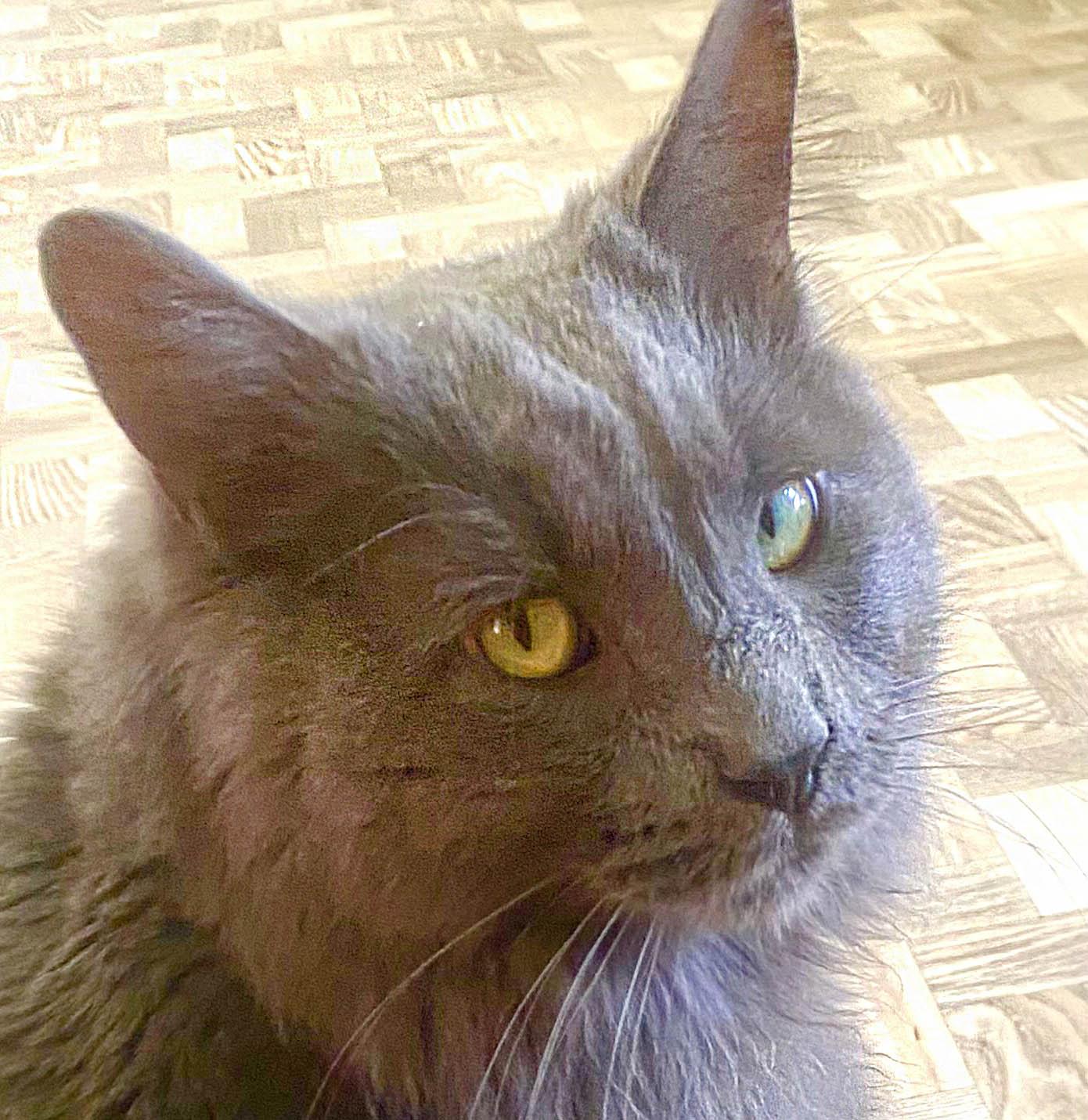 John Lennon, Adoptable, Adult Male Domestic Short Hair.