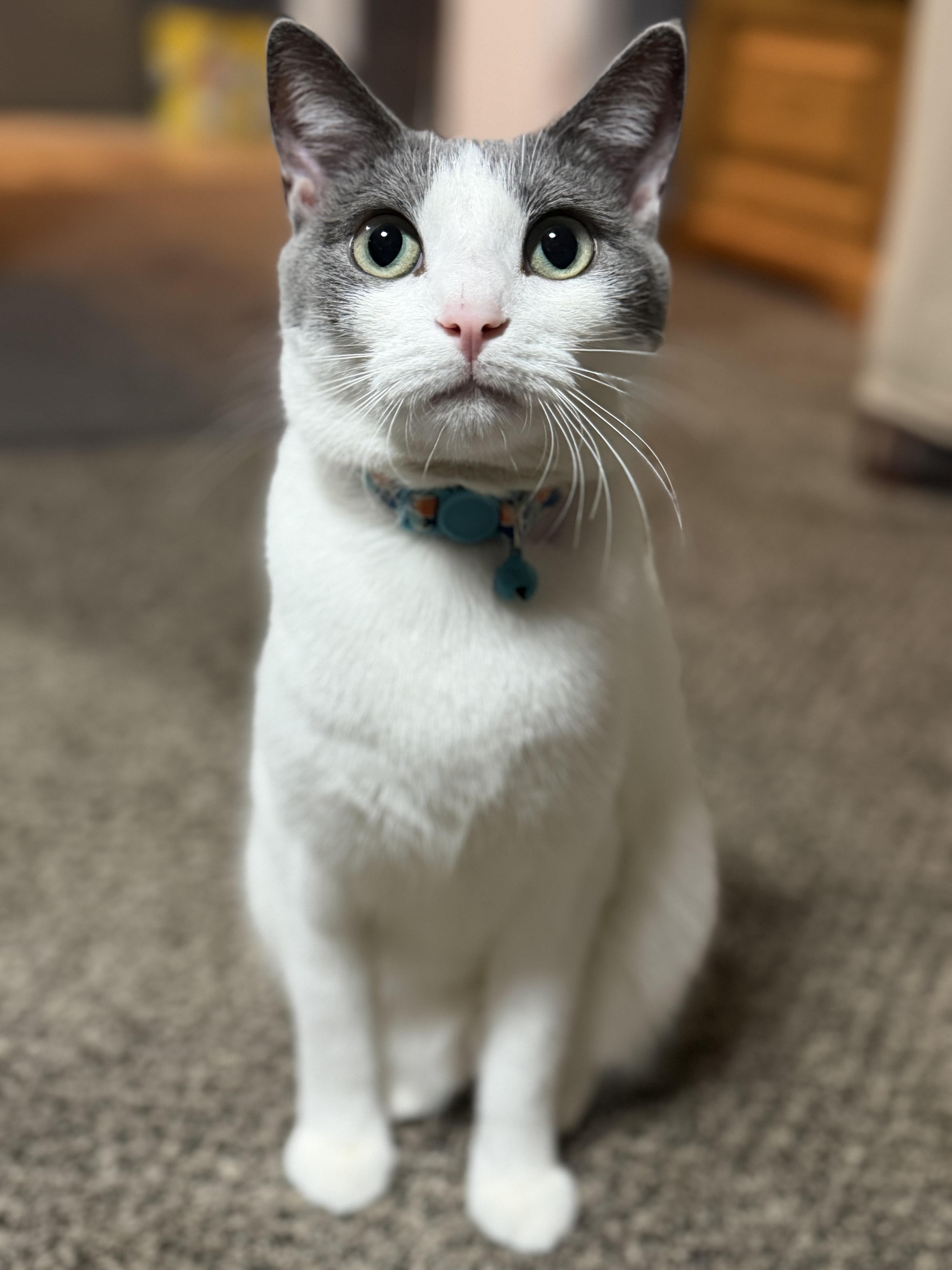 Creek, Adoptable, Adult Male Domestic Short Hair.