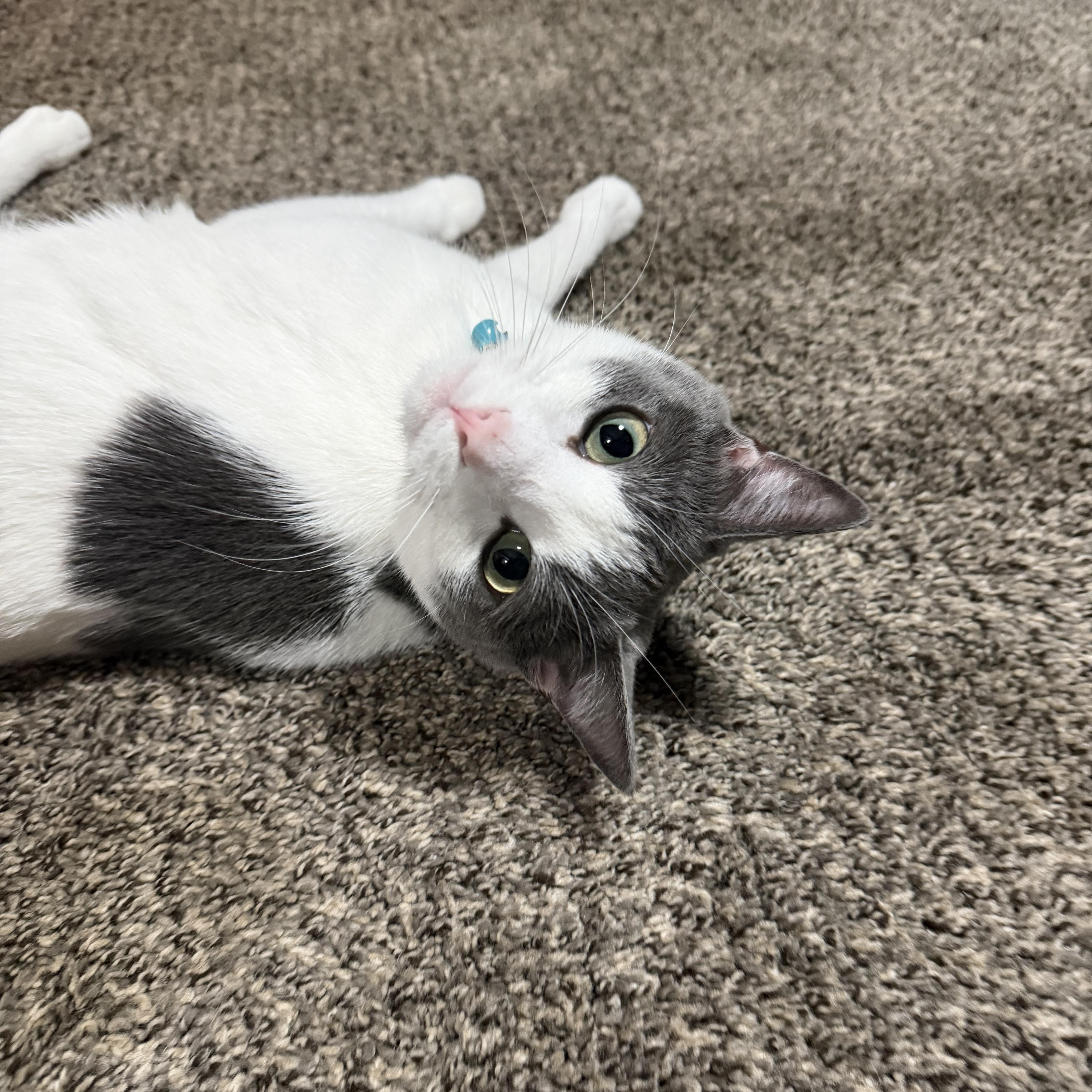 Enlarge Creek, a Adoptable Domestic Short Hair in Sneads Ferry, NC image 2/3