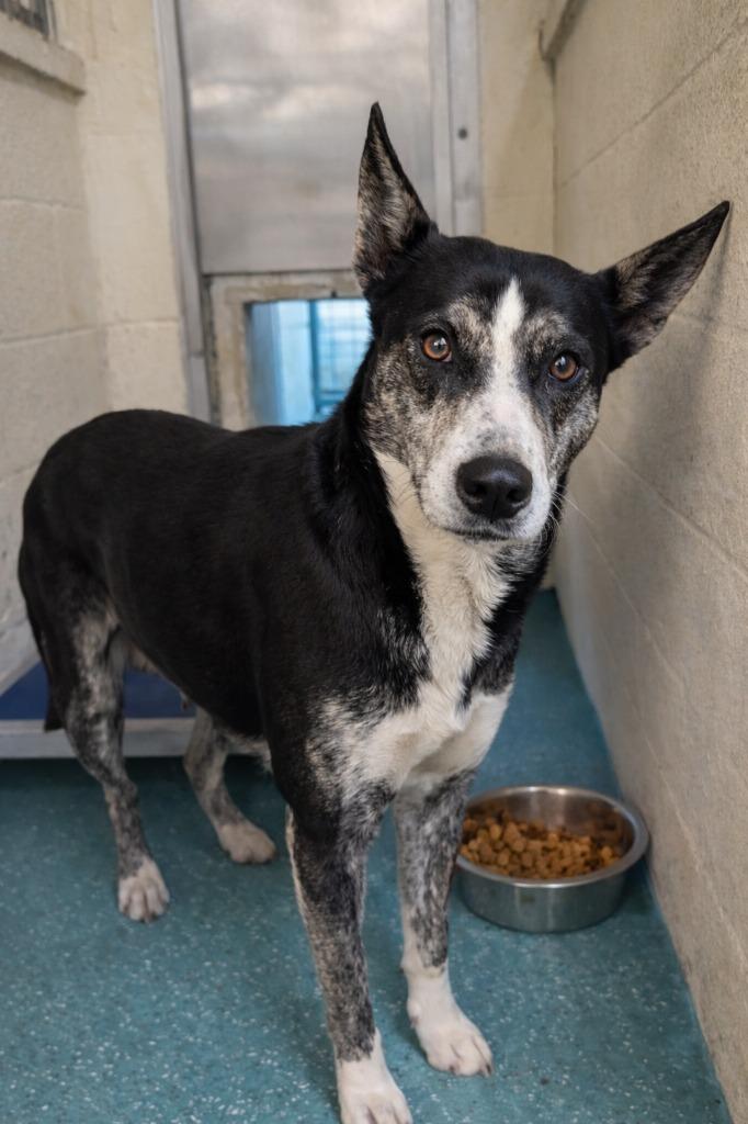 Enlarge Grace, a Adoptable mixed breed in Seven Points, TX image 1/1