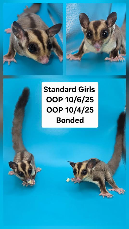 Cookie & Pudding, ADOPTABLE, Baby Female Sugar Glider.