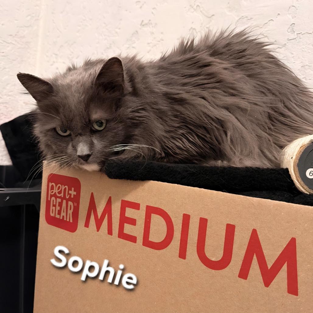 Sophie, Adoptable, Senior Female Domestic Long Hair.